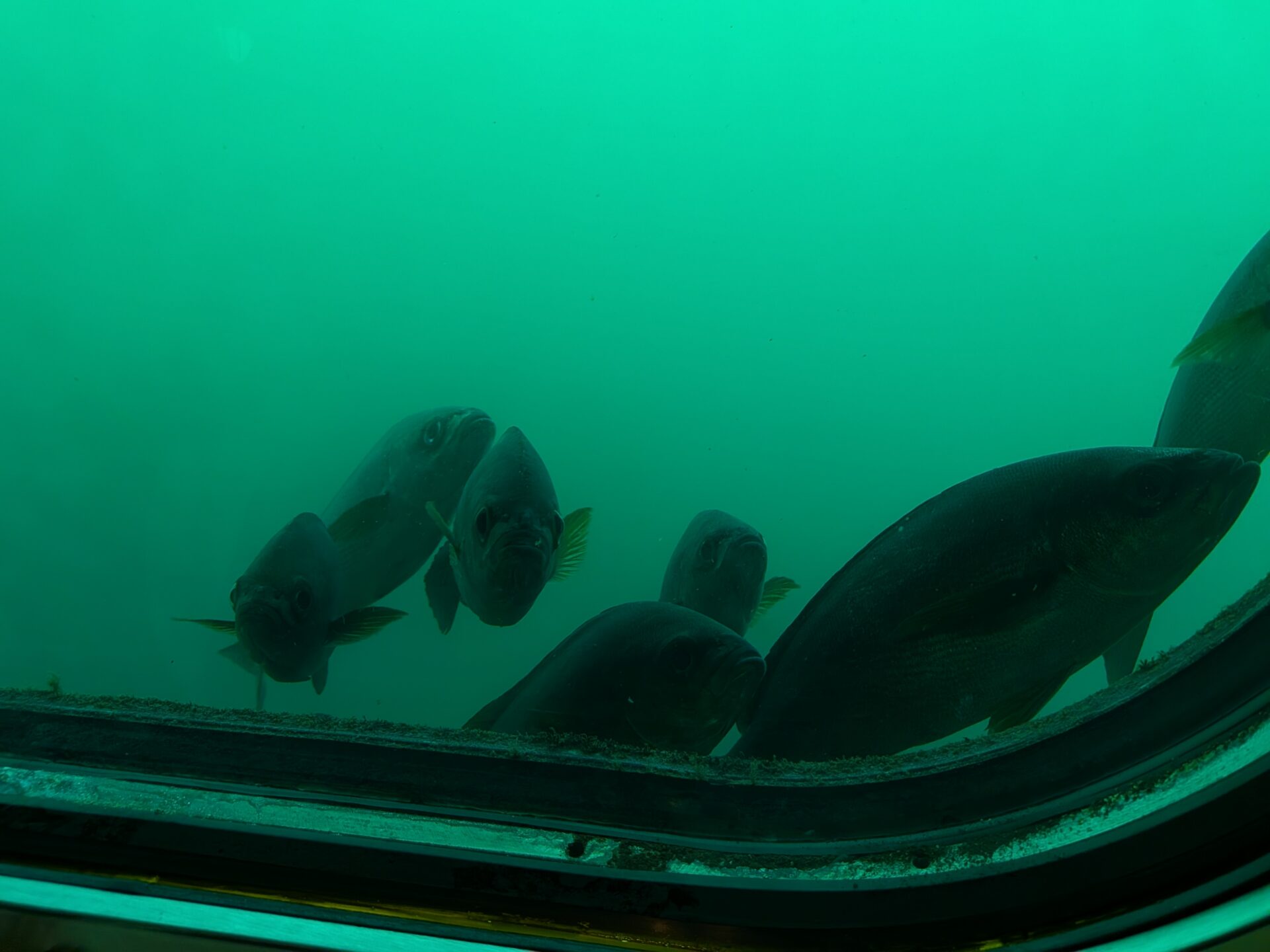 かつうら海中公園の海中展望室の窓から見た魚たち（海が濁った日の様子）