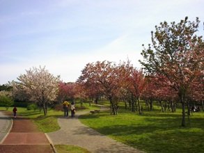 春のさくら山の桜