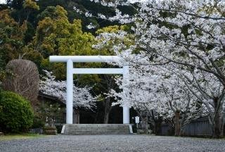 安房神社の桜のトンネルになる参道