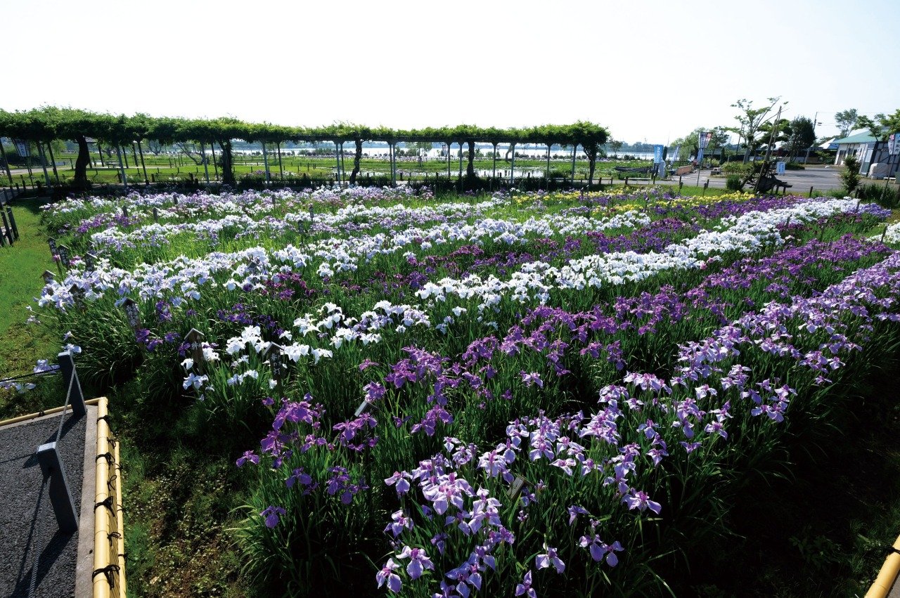 水郷佐原あやめパークの花菖蒲