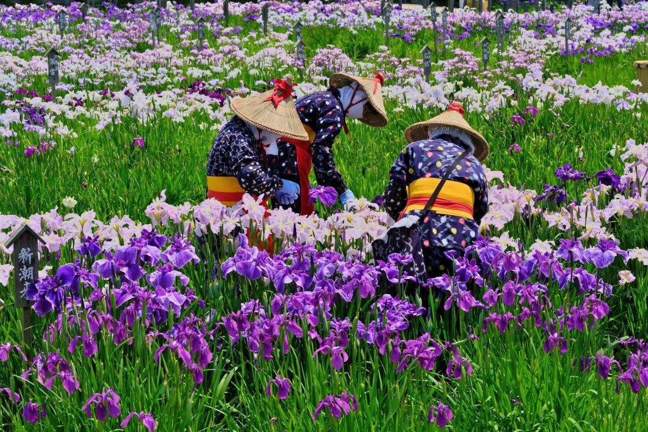水郷佐原あやめパークの花菖蒲の手入れ