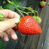 枇杷倶楽部の味覚狩り
