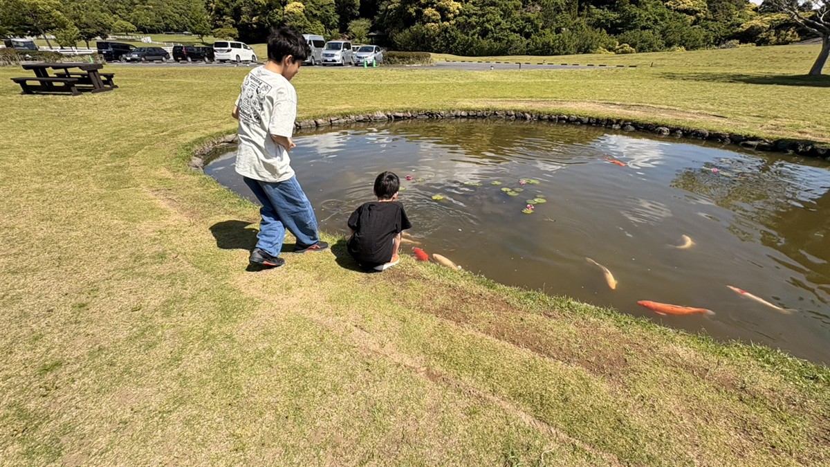 ブルーベリーヒル勝浦の受付前の池でコイにエサやり