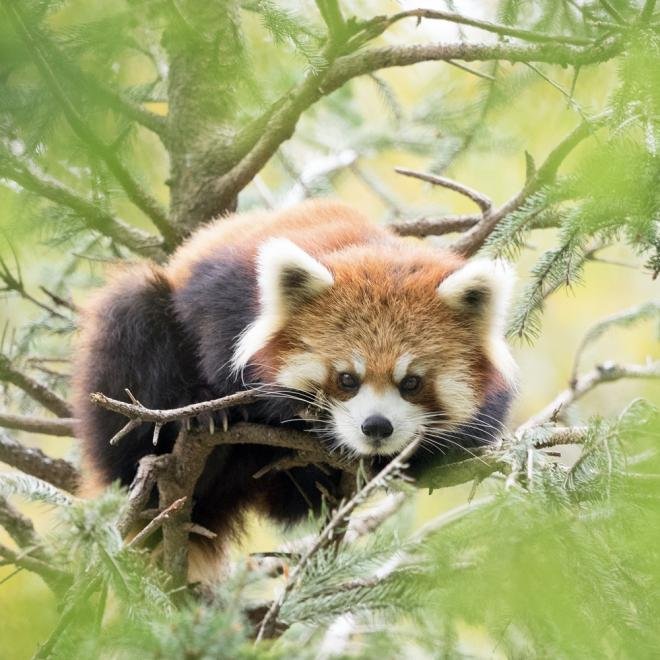 千葉市動物公園のレッサーパンダ