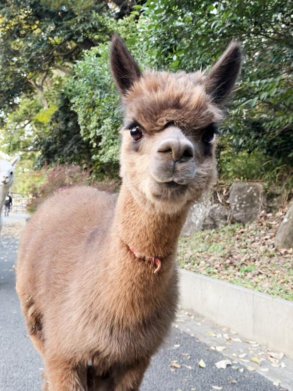 千葉市動物公園 わくわくあにまるフィールドのアルパカ