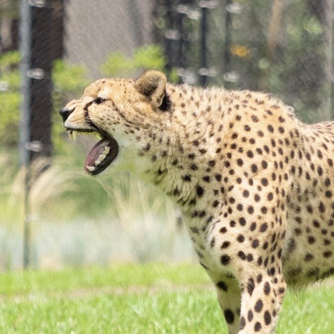 千葉市動物公園 平原ゾーンのチーター