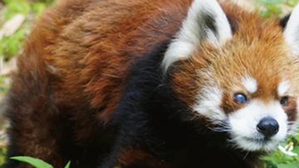 千葉市動物公園のレッサーパンダ「風太」
