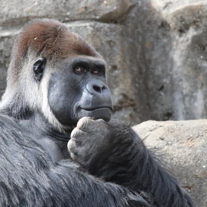千葉市動物公園のニシゴリラ