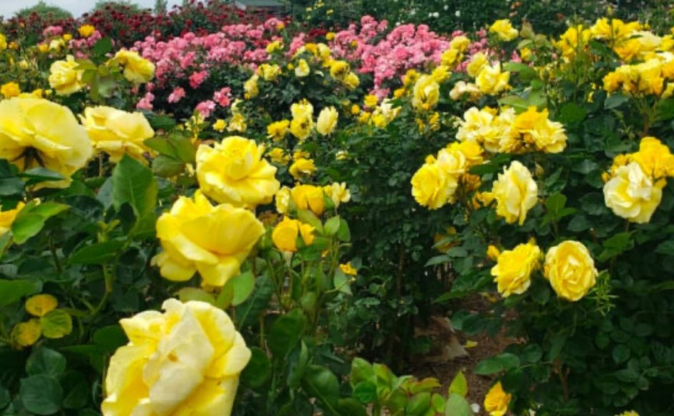 東京ドイツ村の花畑（バラ）