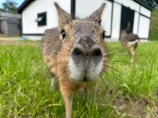 東京ドイツ村こども動物園のマラ
