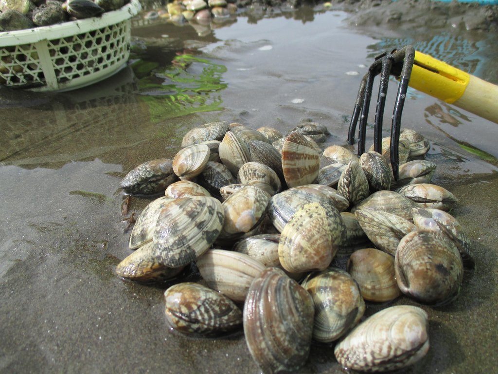富津海岸で採れたアサリ