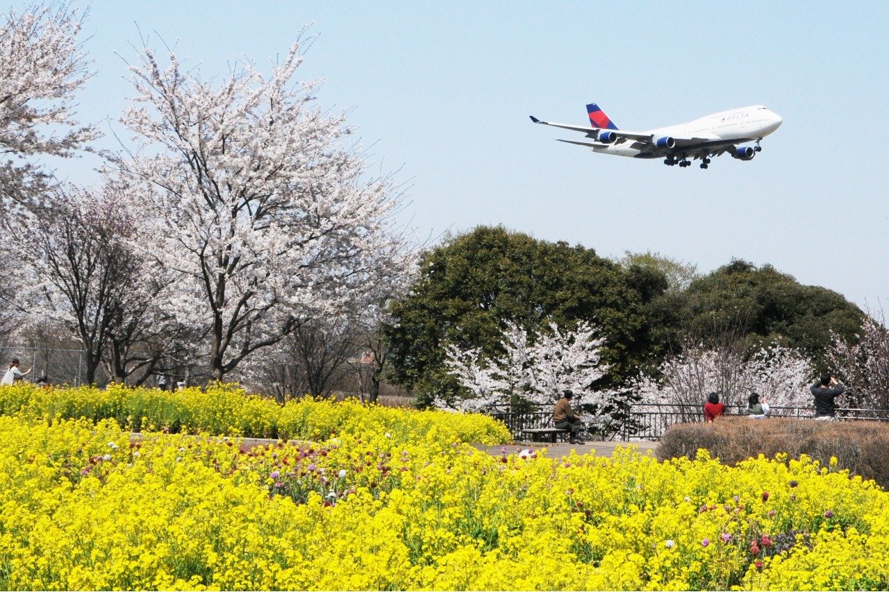 成田空港に着陸する飛行機と桜と菜の花