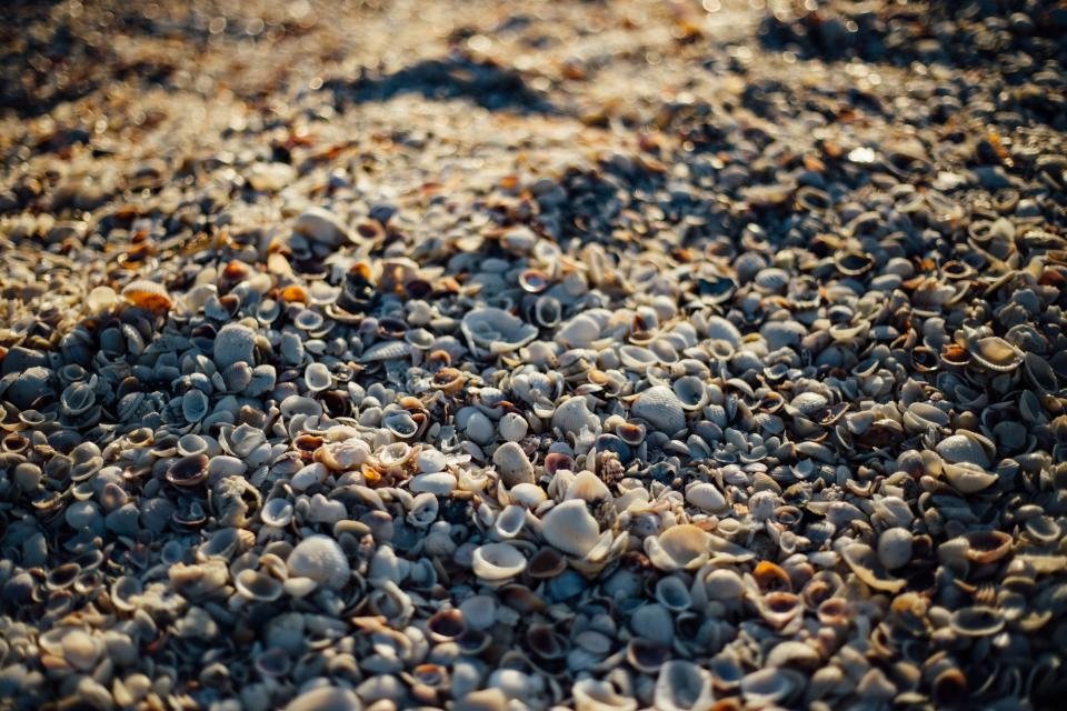砂浜の貝殻のイメージ