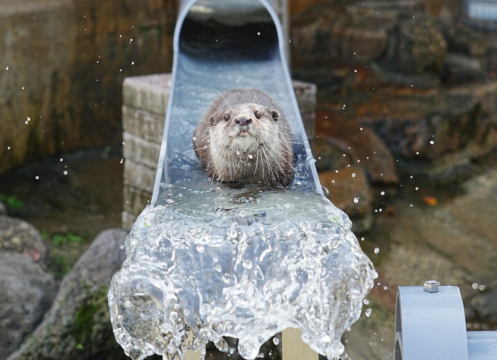 市川市動植物園のコツメカワウソ
