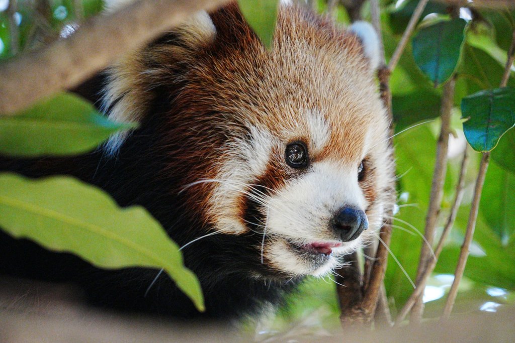 市川市動植物園のレッサーパンダ