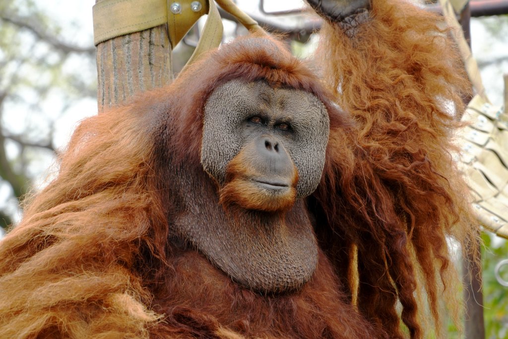 市川市動植物園のオランウータン