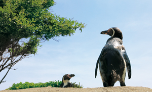 鴨川シーワールド ペンギンの海