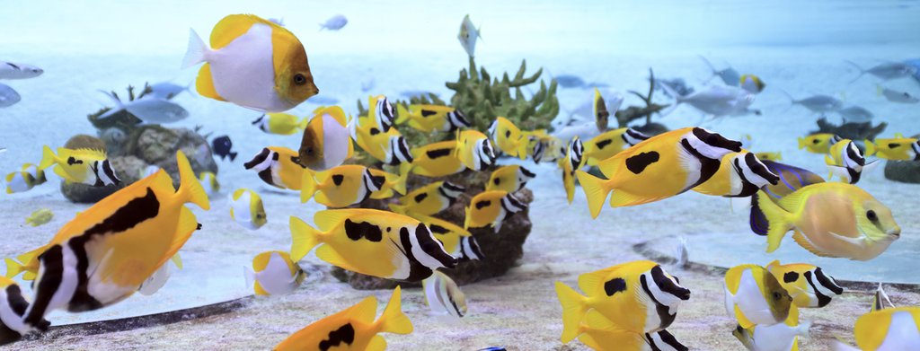 トロピカルアイランドの熱帯魚