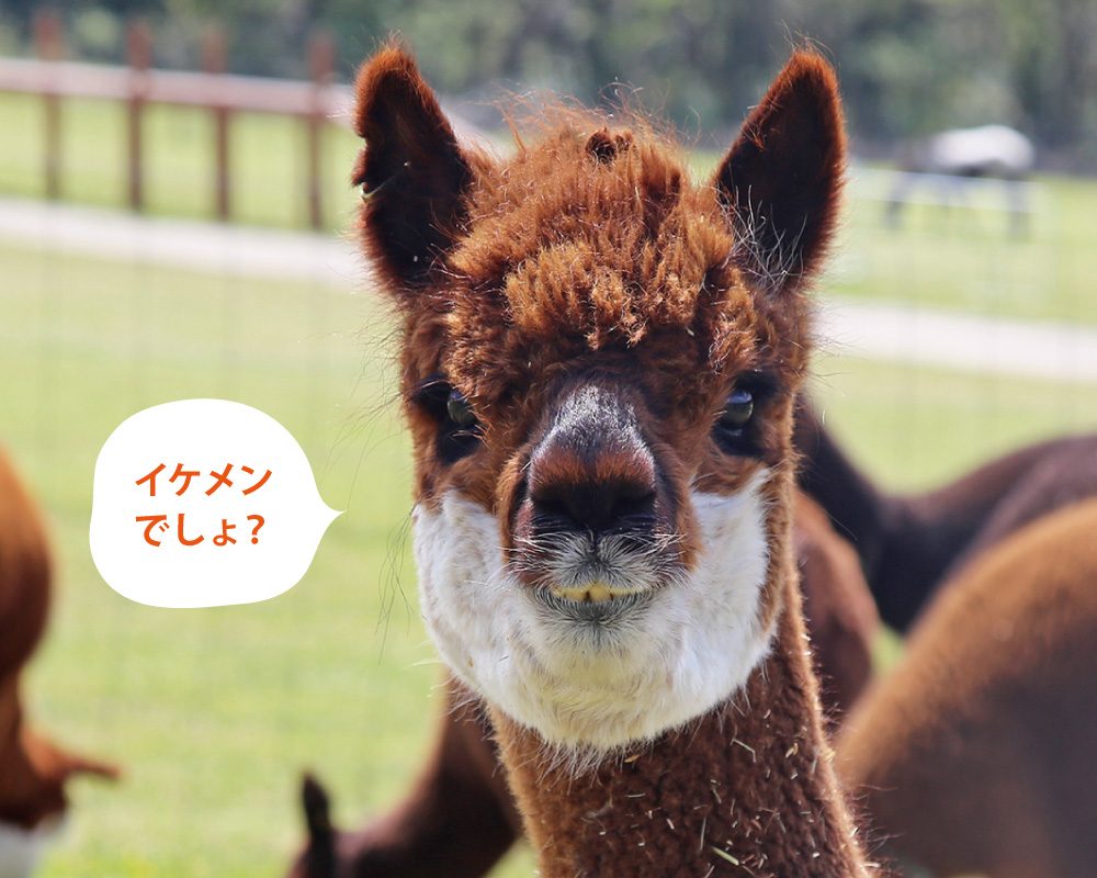 マザー牧場の動物たち