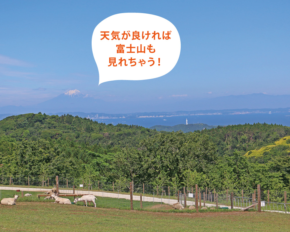 マザー牧場 パノラマビュー