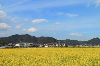 菜な畑ロードの菜の花畑