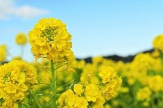 菜な畑ロードの菜の花