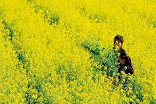 菜な畑ロードの菜の花畑ではしゃぐ子ども