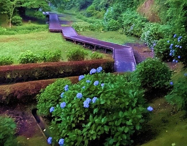 濃溝の滝の初夏はあじさいも見頃