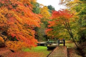 濃溝の滝の紅葉