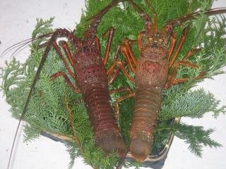 大原名物の伊勢海老