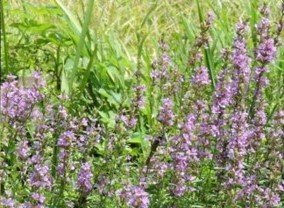 大町公園・自然観察園のミソハギ