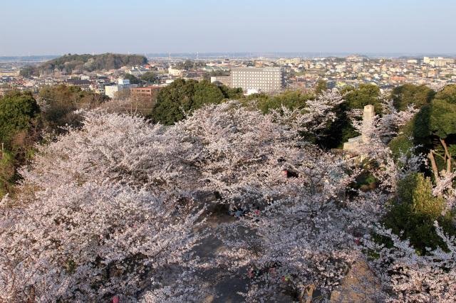 太田山公園の桜越しに望む木更津の街