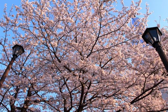 太田山公園の満開の桜