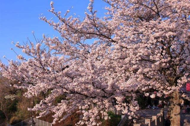 太田山公園の提灯がともる夜桜