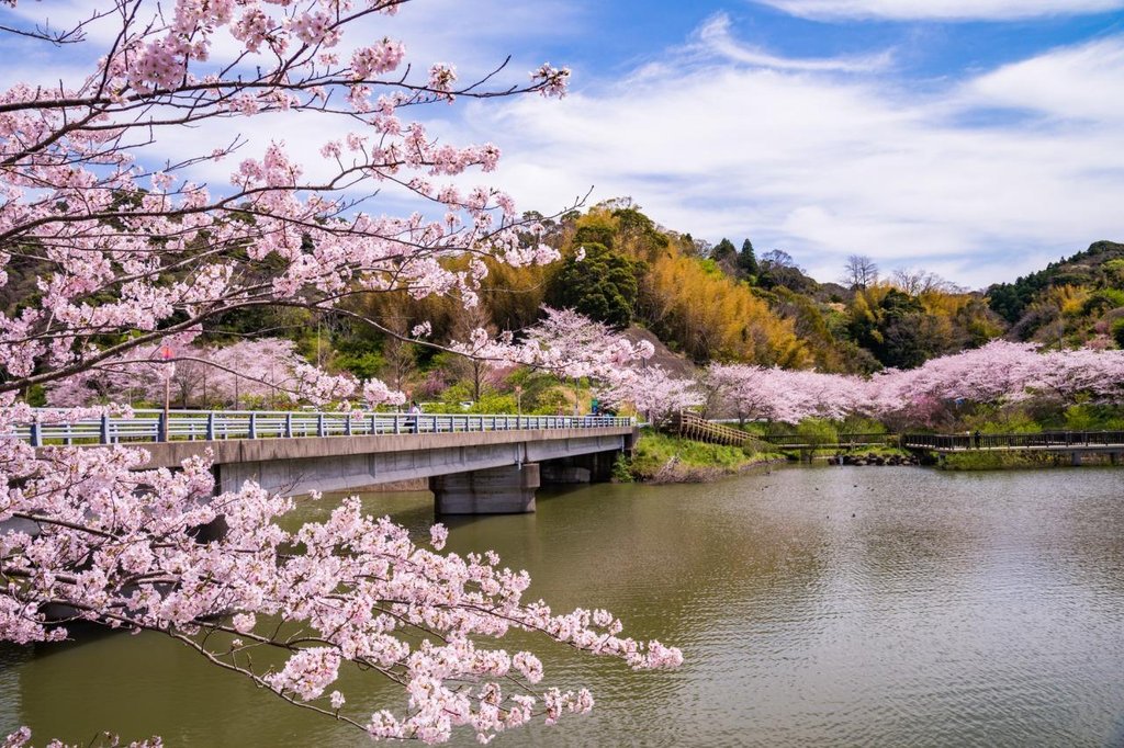 佐久間ダム湖親水公園の桜