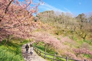 佐久間ダム公園の河津桜