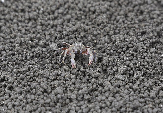 三番瀬の砂浜のコメツキガニ