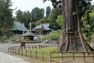 清澄寺の千年杉