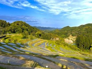 大山千枚田の秋の黄金色の稲穂