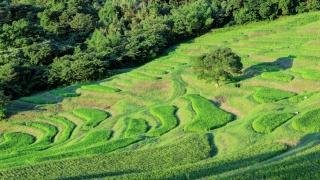 大山千枚田の全景