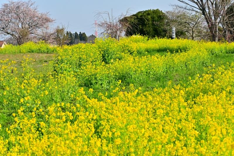昭和の森の菜の花と桜