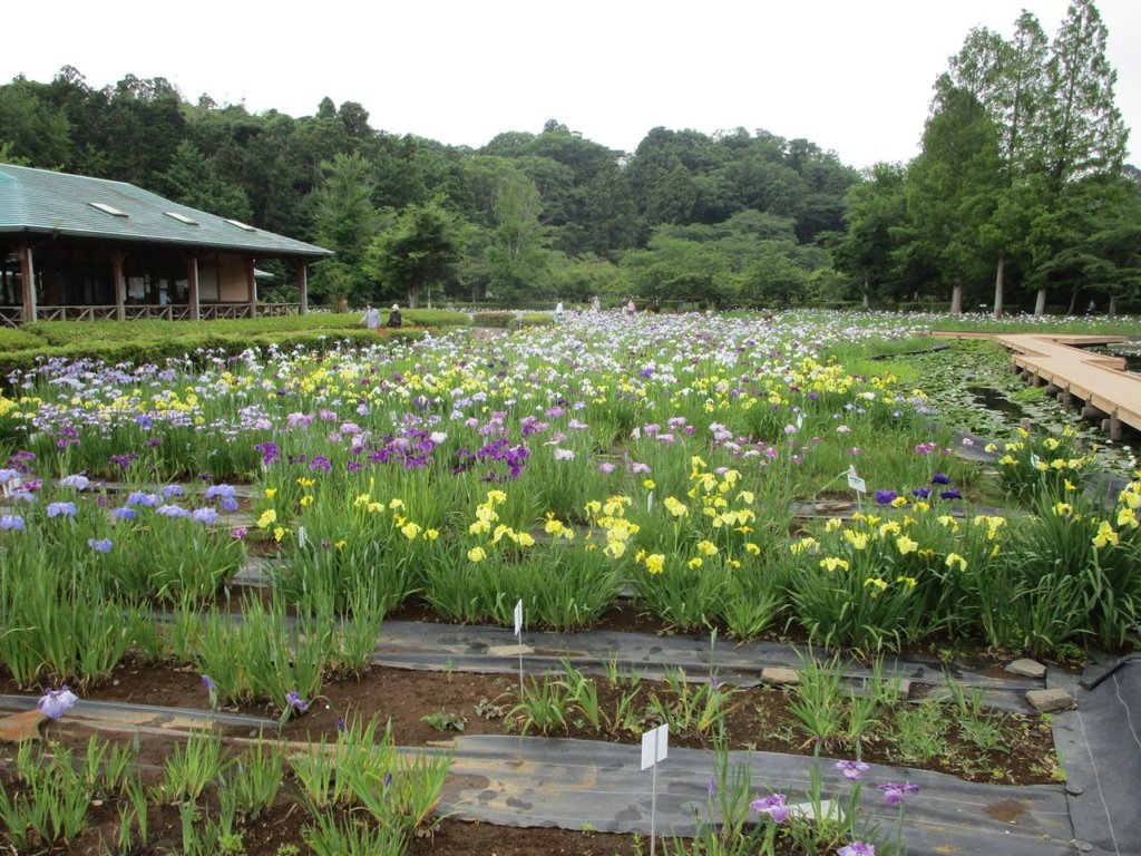 袖ケ浦公園の花菖蒲