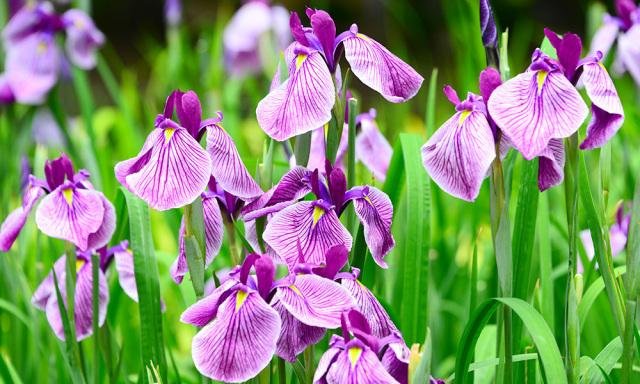 袖ケ浦公園の色とりどりの花菖蒲