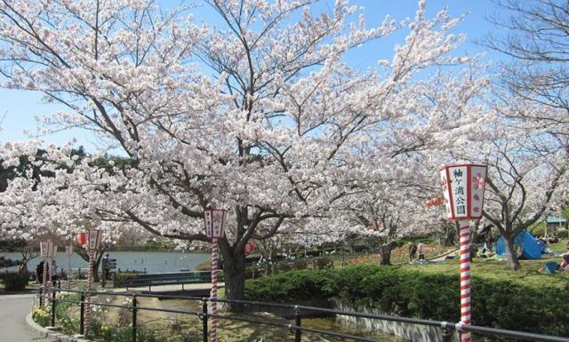 袖ケ浦公園の桜