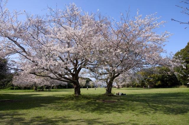 大房岬の芝生園地の桜