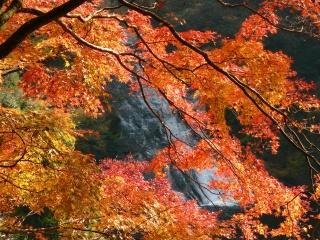 養老渓谷の渓谷を彩る紅葉