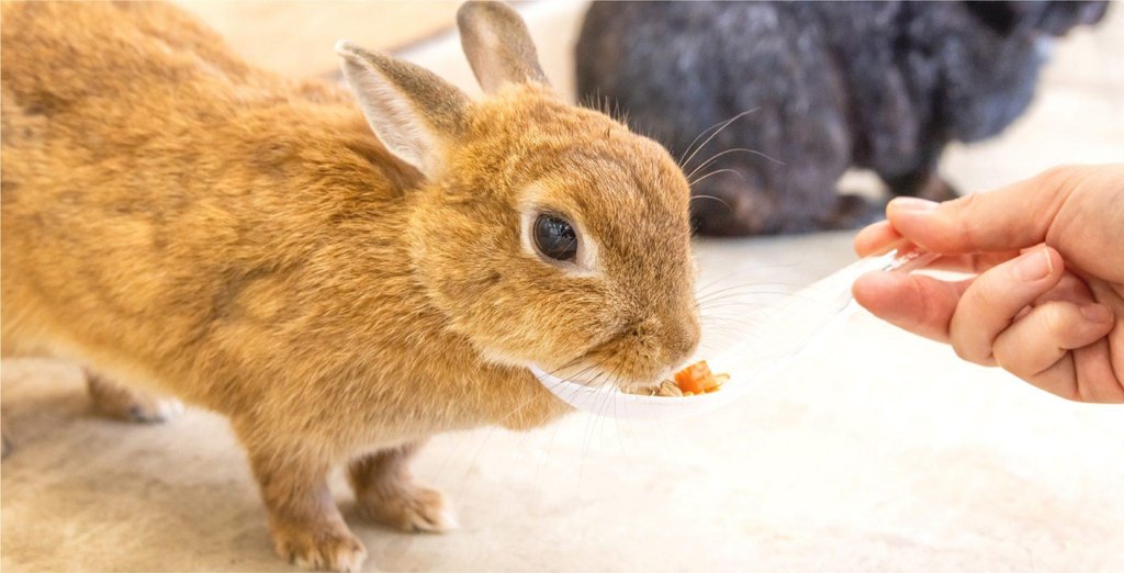 成田ゆめ牧場のうさぎ