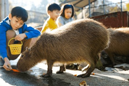 間近で出会えるカピバラ