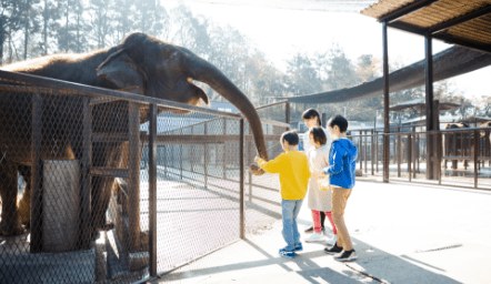 ゾウへの餌やり体験