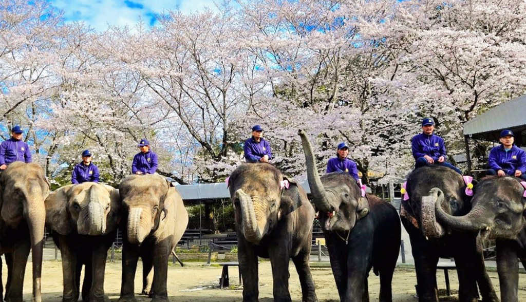 市原ぞうの国の桜とゾウたち